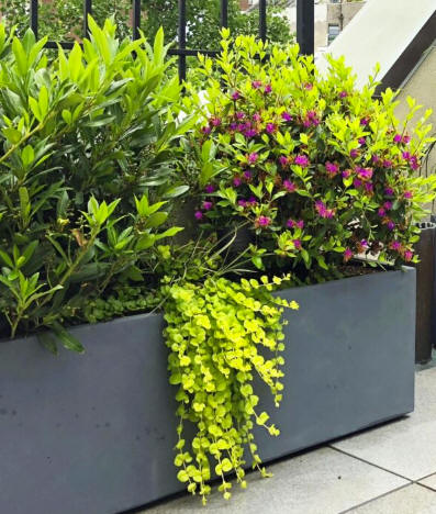 Exterior Planters Toronto |The Chocolate Tulip