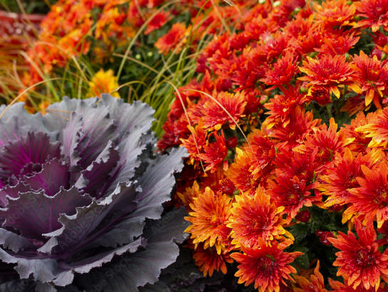 Seasonal Planters Toronto