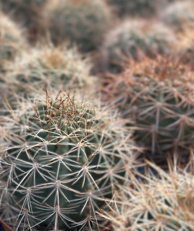 Barrel Cactus