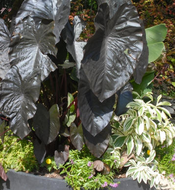 Seasonal Planters Toronto