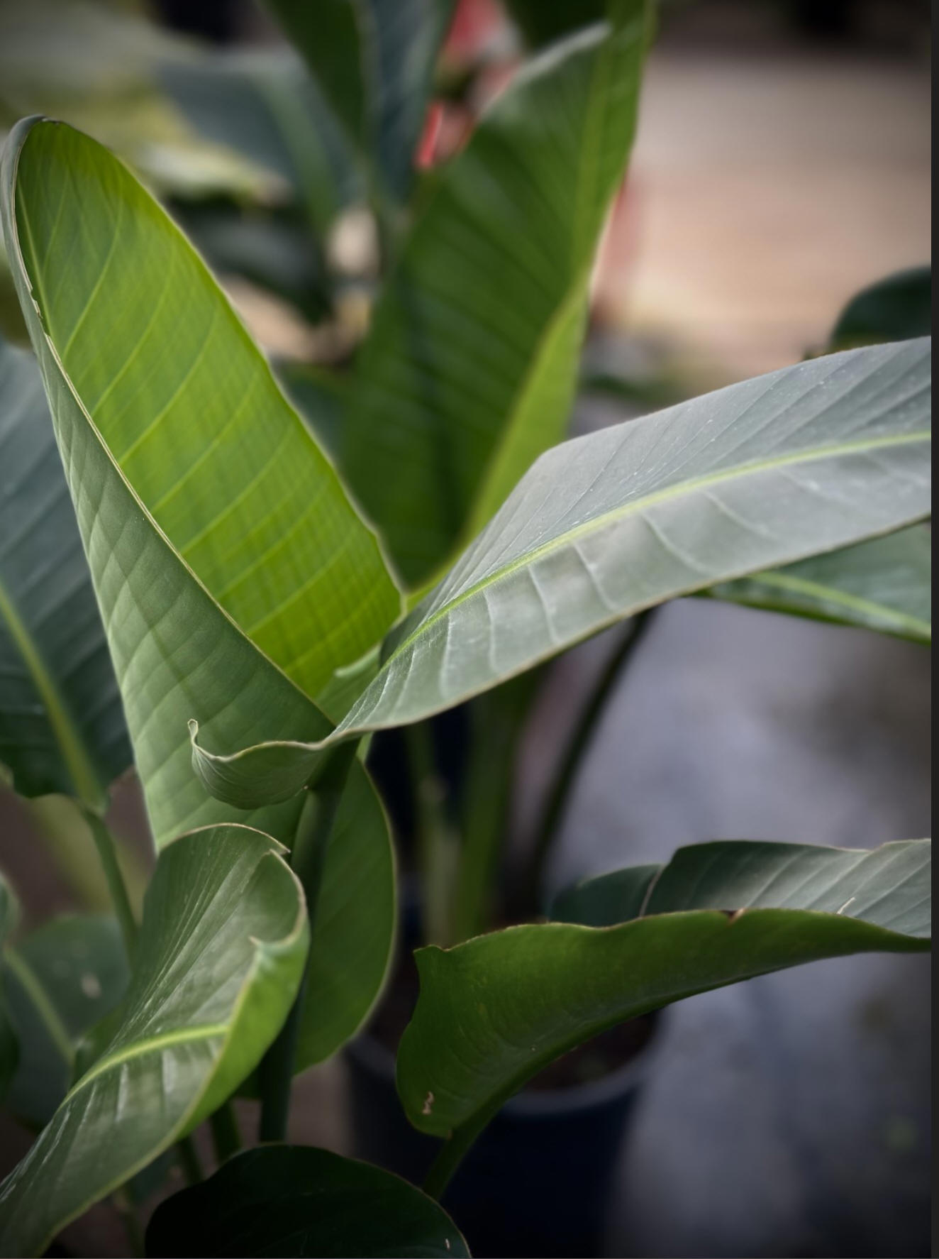 Bird of Paradise